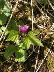 Rubus arcticus