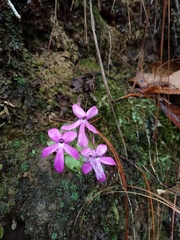 Pinguicula oblongiloba