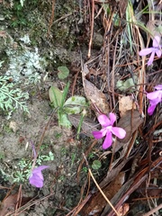 Pinguicula oblongiloba