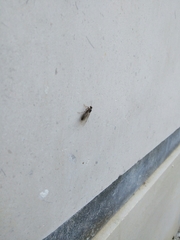 Lasius