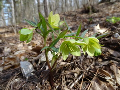 Helleborus dumetorum