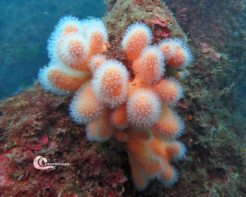 Dead Man's Fingers, 2750 Cascais, Portugal, photo 9 of 10