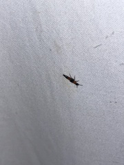 Laetulonthus laetulus