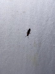 Laetulonthus laetulus