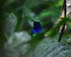 Campylopterus falcatus