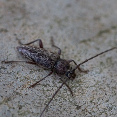 Elaphidion