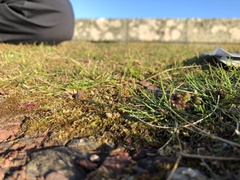 Rhynchostegium murale