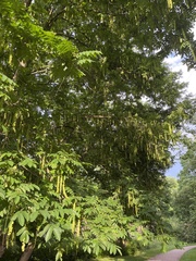 Pterocarya fraxinifolia