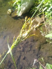 Juncus maritimus