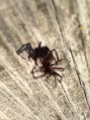 Herpyllus propinquus