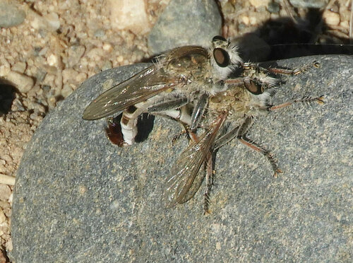 Sand Hammertail photo 3