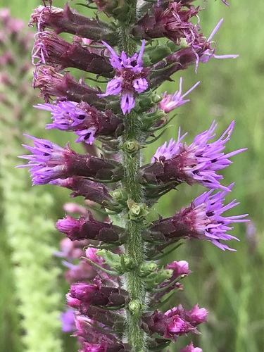 prairie blazing star (Liatris pycnostachya)