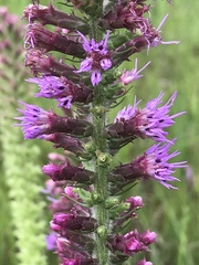Liatris pycnostachya