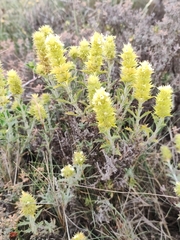 Sideritis spinulosa