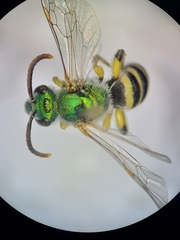 Agapostemon angelicus