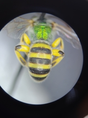 Agapostemon angelicus