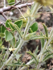 Sideritis spinulosa