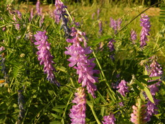 Vicia cracca