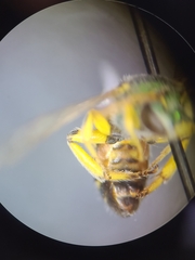 Agapostemon angelicus