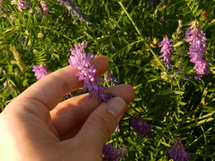 Vicia cracca