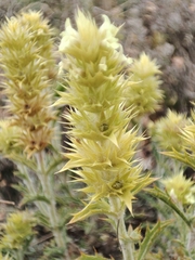 Sideritis spinulosa