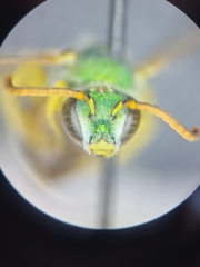 Agapostemon angelicus