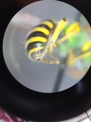 Agapostemon angelicus