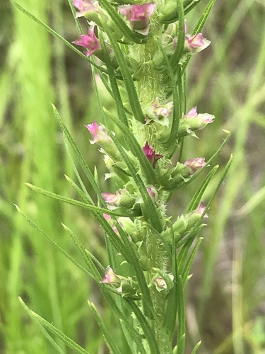 Liatris pycnostachya