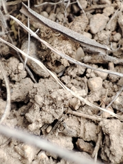 Helictochloa bromoides