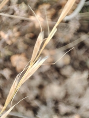 Helictochloa bromoides