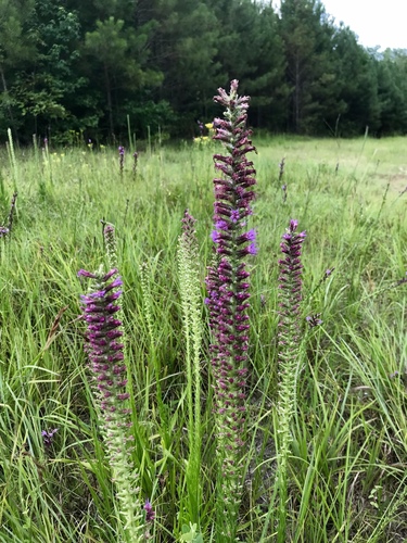 Liatris pycnostachya
