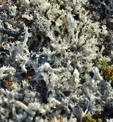 Cladonia boryi