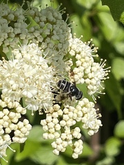 Eristalis saxorum