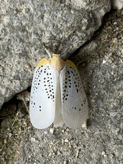 Poekilloptera phalaenoides