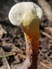 Ganoderma curtisii image