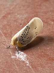 Poekilloptera phalaenoides