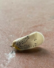 Poekilloptera phalaenoides