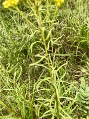 Solidago nitida