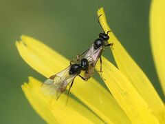 Hymenoptera