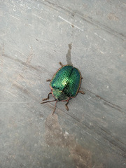 Polychalca punctatissima