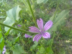 Malva sylvestris sylvestris