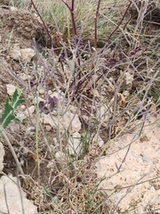 Matthiola fruticulosa