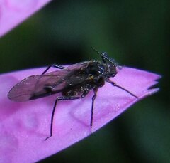 Symydobius oblongus