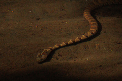 Nerodia sipedon pleuralis