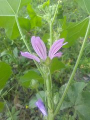 Malva sylvestris sylvestris
