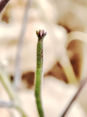 Matthiola fruticulosa