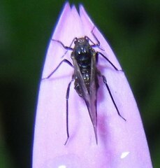 Symydobius oblongus
