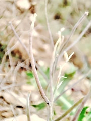 Matthiola fruticulosa
