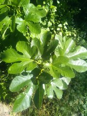 Ficus carica carica
