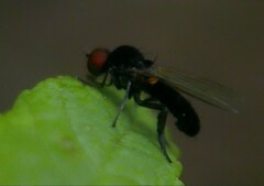 Callomyia